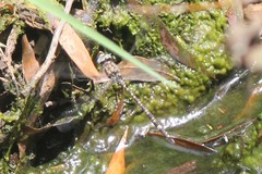 Austroaeschna parvistigma