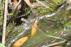Austroaeschna parvistigma