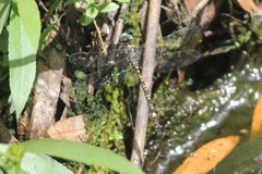 Austroaeschna parvistigma