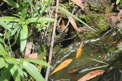 Austroaeschna parvistigma
