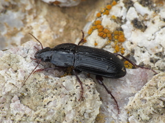 Orthomus barbarus