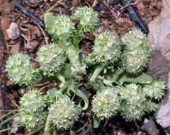 Valerianella discoidea