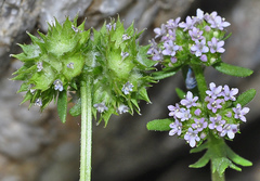 Valerianella discoidea