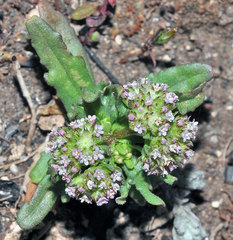 Valerianella discoidea