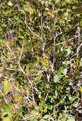 Asparagus mariae