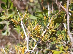 Asparagus mariae