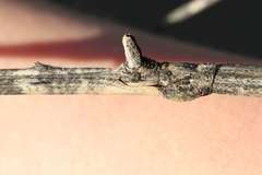Bactrododema haworthii