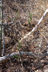 Asparagus mariae