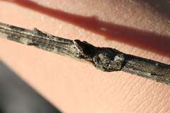 Bactrododema haworthii