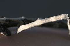 Bactrododema haworthii