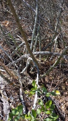 Asparagus mariae