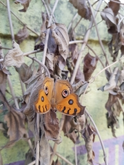 Junonia almana
