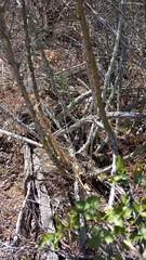 Asparagus mariae