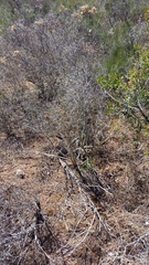 Asparagus mariae
