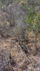 Asparagus mariae