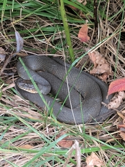 Nerodia sipedon insularum