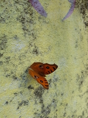 Junonia almana