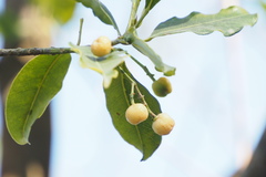 Acronychia pedunculata