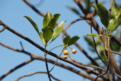Acronychia pedunculata