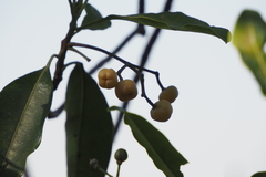 Acronychia pedunculata