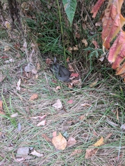 Nerodia sipedon insularum