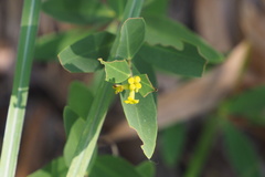Wikstroemia indica
