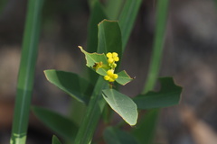 Wikstroemia indica