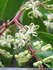 Lomatia arborescens