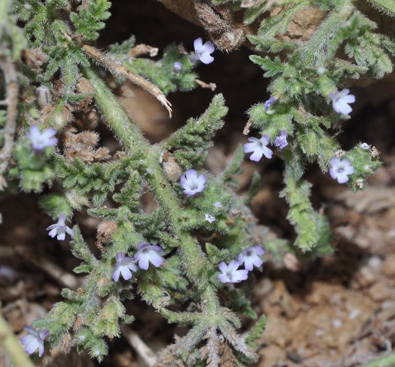 Verbena supina