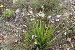 Aristea anceps