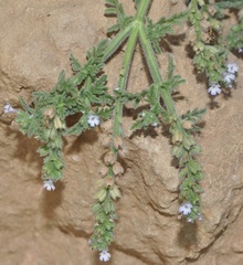 Verbena supina