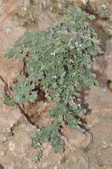 Verbena supina