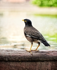 Acridotheres tristis