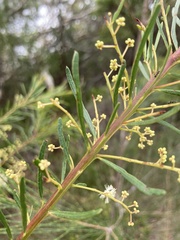 Acacia linifolia