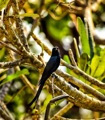 Dicrurus macrocercus