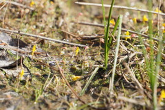 Utricularia bifida