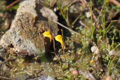 Utricularia bifida