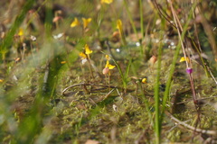 Utricularia bifida
