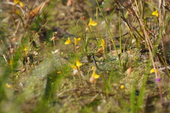 Utricularia bifida
