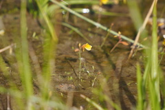 Utricularia bifida