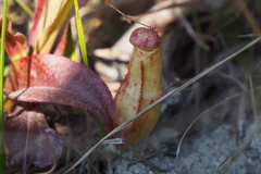 Nepenthes mirabilis