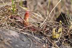 Nepenthes mirabilis