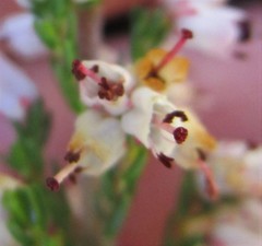 Erica simulans