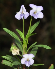 Viola arborescens