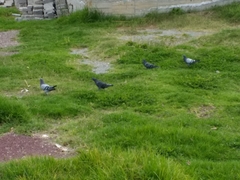 Columba livia