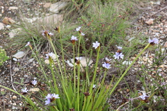 Aristea anceps