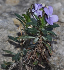 Viola arborescens