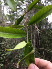 Elaeodendron australe australe
