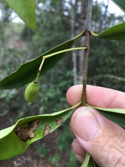 Elaeodendron australe australe