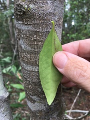 Elaeodendron australe australe